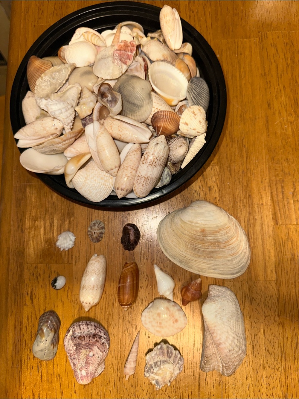 2 lbs Natural Florida Gulf Coast Seashells Mix –  For Crafts, Decor